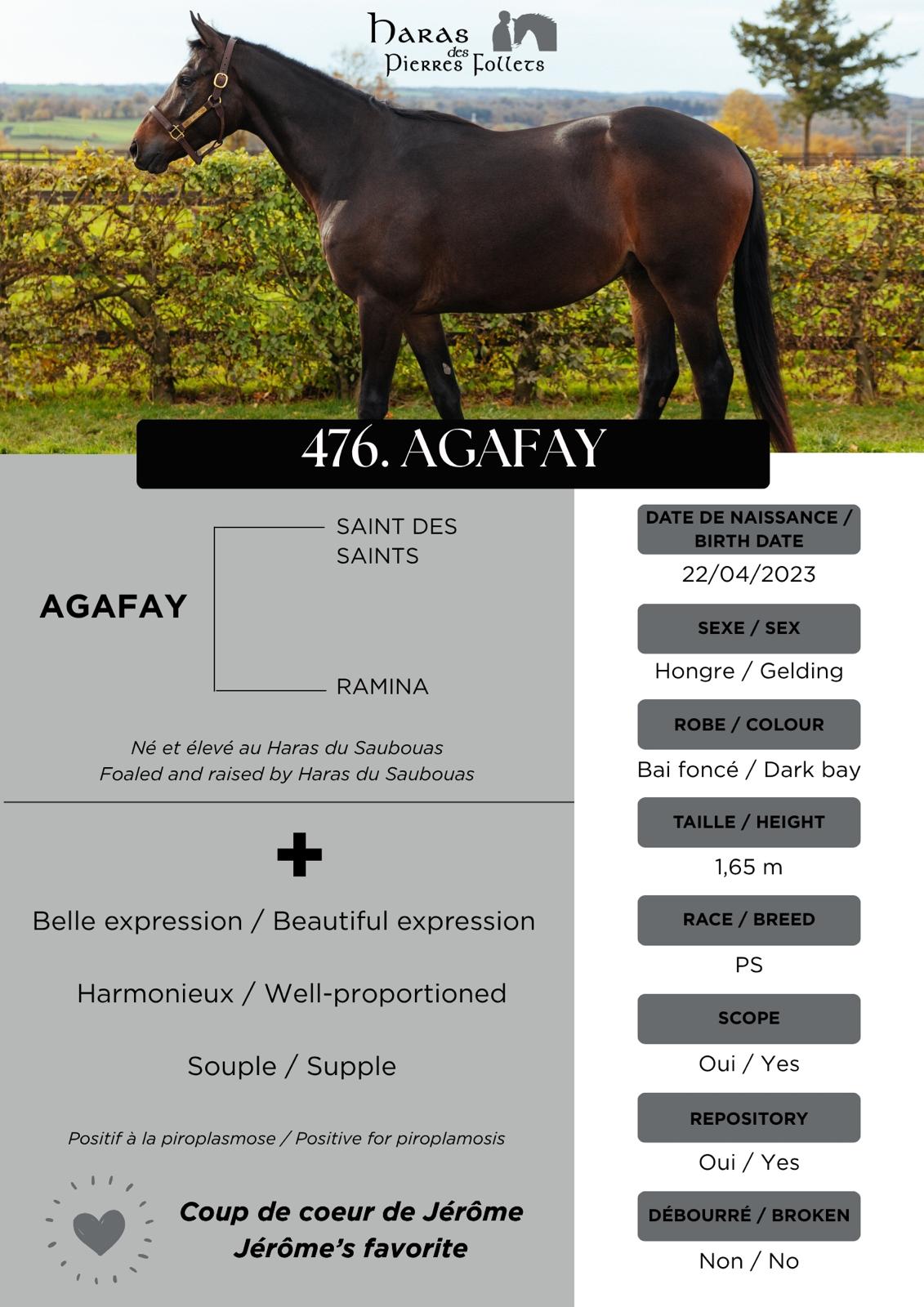 Agafay, photographié de profil dans le document du haras
